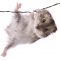 Hamsters, Mice & Gerbils Hamsters