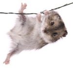 Climbing hamster small