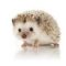 African Pygmy Hedgehogs African Pygmy Hedgehogs