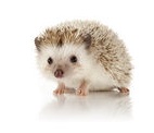 African Pygmy Hedgehogs