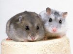 Housing More Than One Small Animal