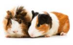 Guinea Pig Pair