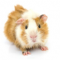 Guinea Pigs Guinea Pigs