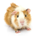 guinea pig