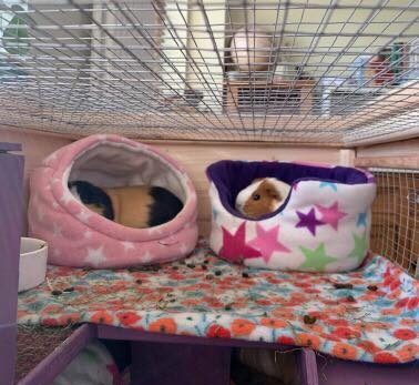Comfy Pigs