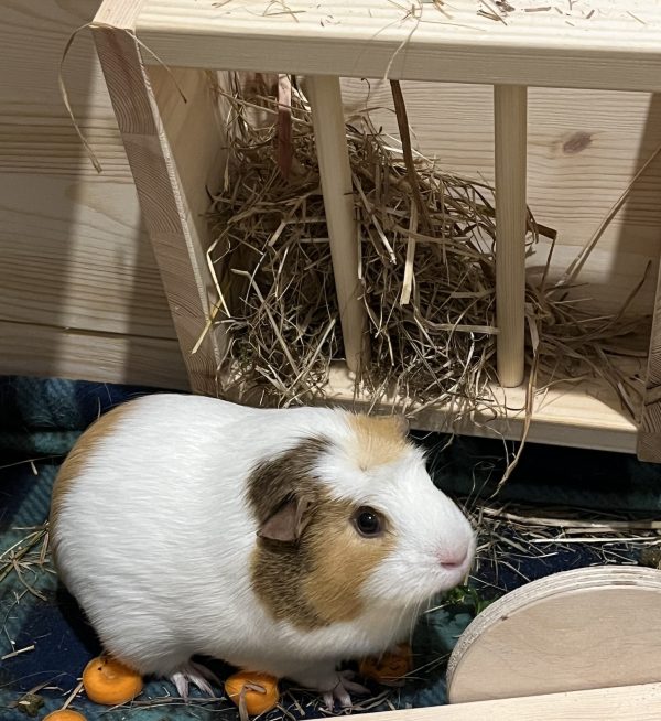 Solid Wood Wall-mounted Hay Rack for Guinea Pigs and Rabbits - Image 5