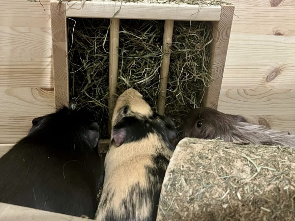Solid Wood Wall-mounted Hay Rack for Guinea Pigs and Rabbits - Image 4
