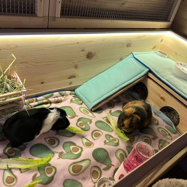 Extra Large Guinea Pig Hide with 2 doors (55x30cm), Ladder optional - Image 2